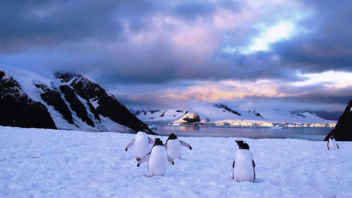 L'Île Danco en Antarctique. // Source : PublicDomainFiles/Domaine public (photo recadrée) L'Île Danco en Antarctique. // Source : PublicDomainFiles/Domaine public (photo recadrée)