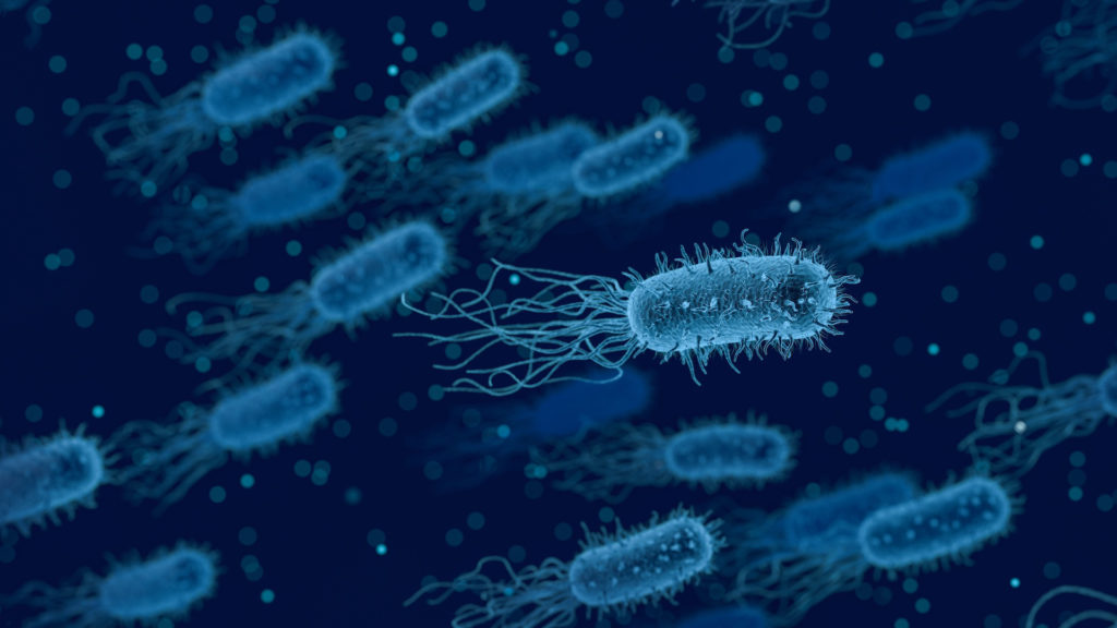 Des bactéries. // Source : Pixabay (photo recadrée) Des bactéries. // Source : Pixabay (photo recadrée)