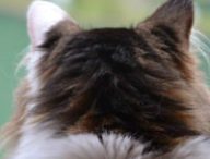Ce chat avait disparu 24 avant la photo (véridique) // Source : Perrine Signoret