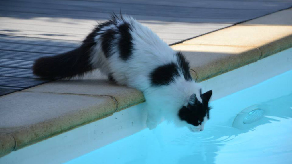 Ce chat a chaud. // Source : Pixabay (photo recadrée) Ce chat a chaud. // Source : Pixabay (photo recadrée)
