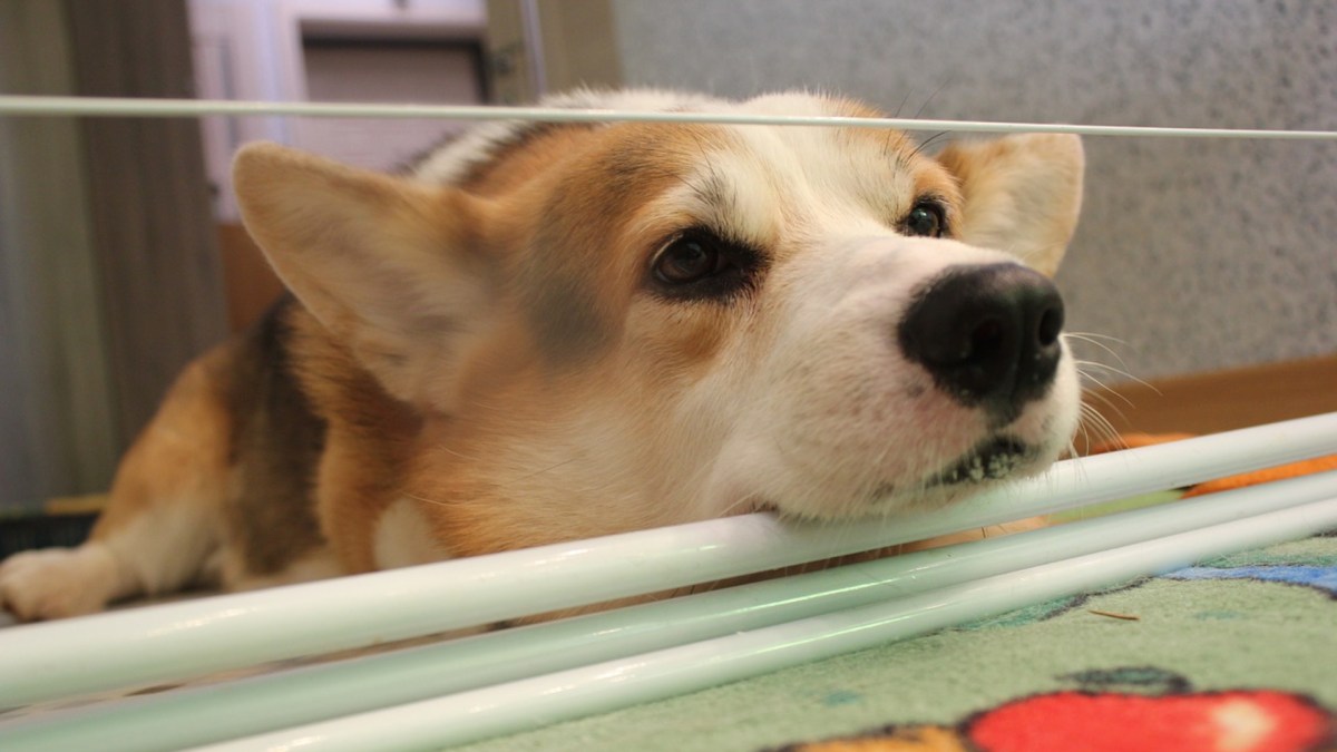 Une petite truffe de corgi Une petite truffe de corgi