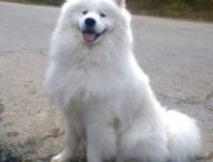 Un good doggo, attendant ses maîtres. // Source : Wikipedia