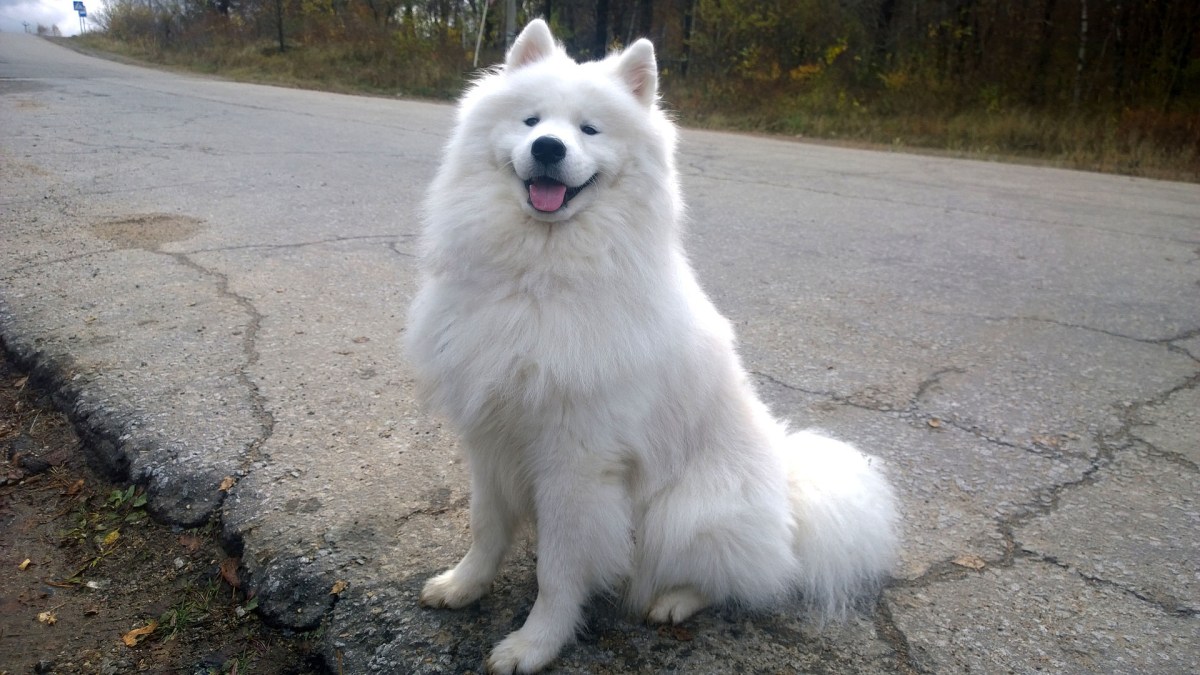 Un good doggo, attendant ses maîtres. // Source : Wikipedia Un good doggo, attendant ses maîtres. // Source : Wikipedia