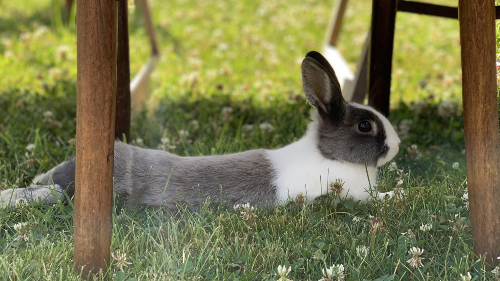 Lapin qui a chaud // Source : Numerama Lapin qui a chaud // Source : Numerama