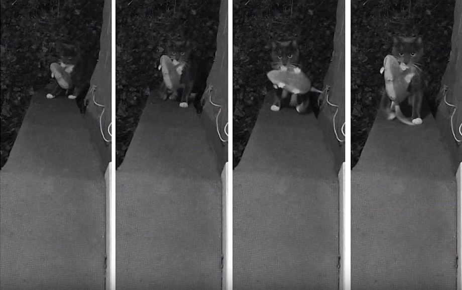 Metric, pris en flagrant délit à 3h du matin (en l'occurrence, il s'agit d'un faux rat en peluche) // Source : Capture d'écran YouTube / Ben Hamm Metric, pris en flagrant délit à 3h du matin (en l'occurrence, il s'agit d'un faux rat en peluche) // Source : Capture d'écran YouTube / Ben Hamm