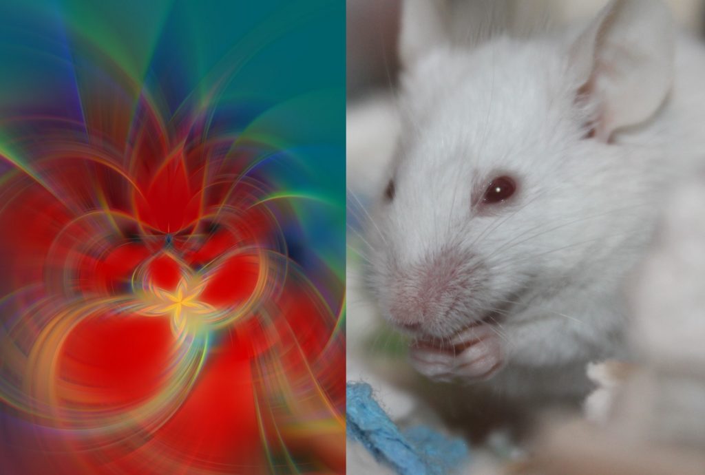 Ces souris ont vu des lignes qui n'étaient pas réellement présentes devant elles. // Source : Montage / Images Pixabay Ces souris ont vu des lignes qui n'étaient pas réellement présentes devant elles. // Source : Montage / Images Pixabay
