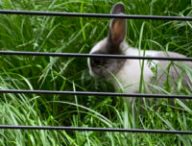 Le lapin Pluton // Source : Julien Cadot pour Numerama