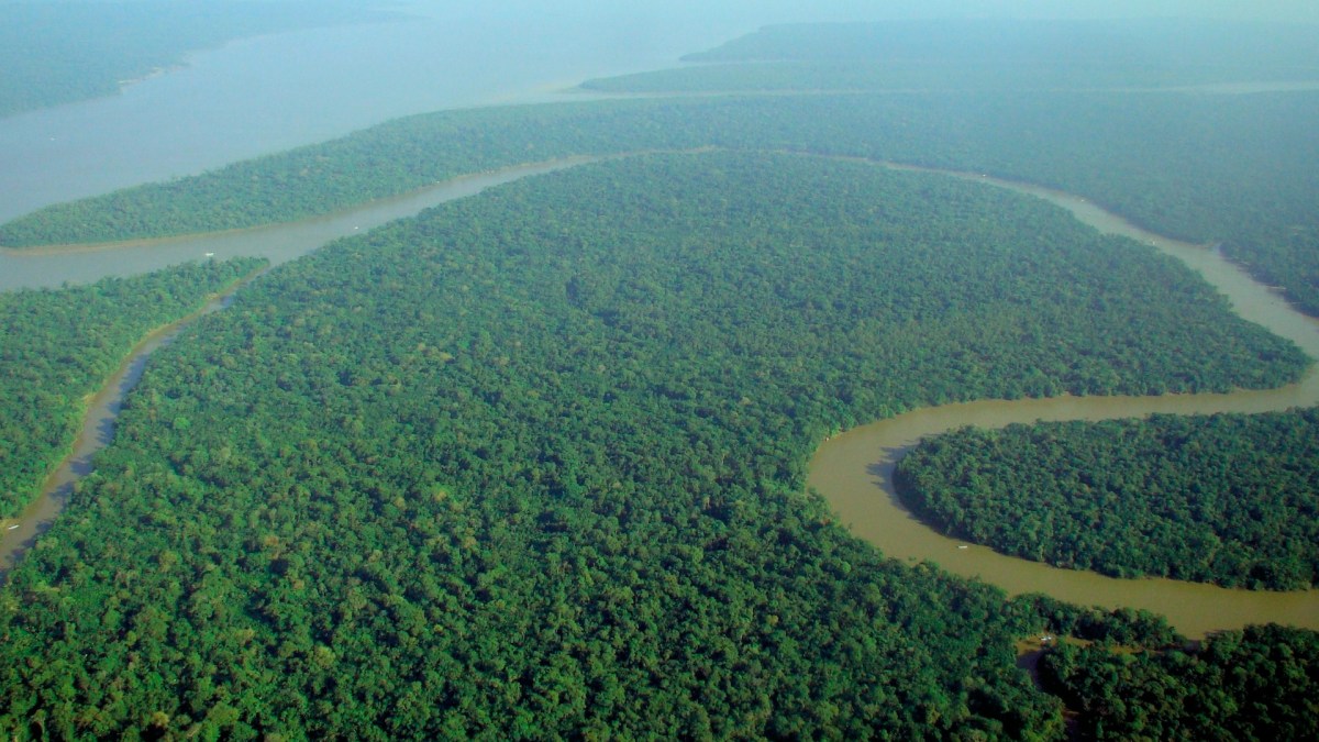 La forêt amazonienne fait 5 millions de km² et abrite un quart des espèces mondiales autant qu'une riche diversité de flore. // Source : Wikimedia Commons/lubasi La forêt amazonienne fait 5 millions de km² et abrite un quart des espèces mondiales autant qu'une riche diversité de flore. // Source : Wikimedia Commons/lubasi