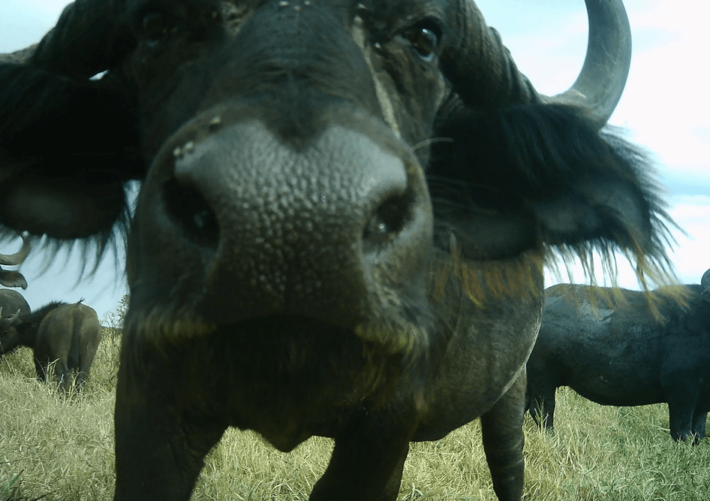Un buffle de Serengeti. // Source : Serengeti / DeepMind Un buffle de Serengeti. // Source : Serengeti / DeepMind