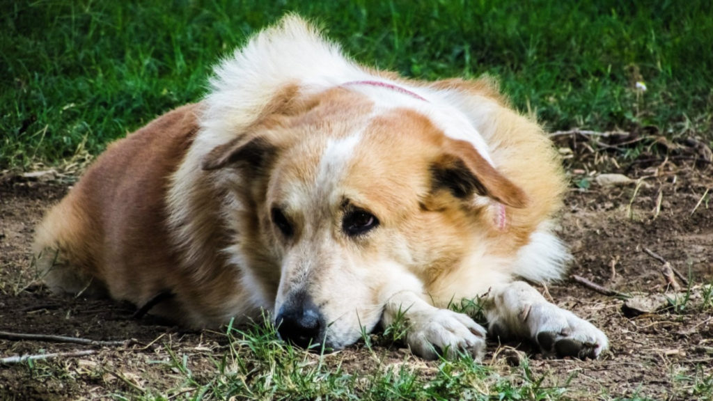 Ceci est un corgi triste, or personne n'a envie de voir un corgi triste même s'il reste très mignon. // Source : Pxhere