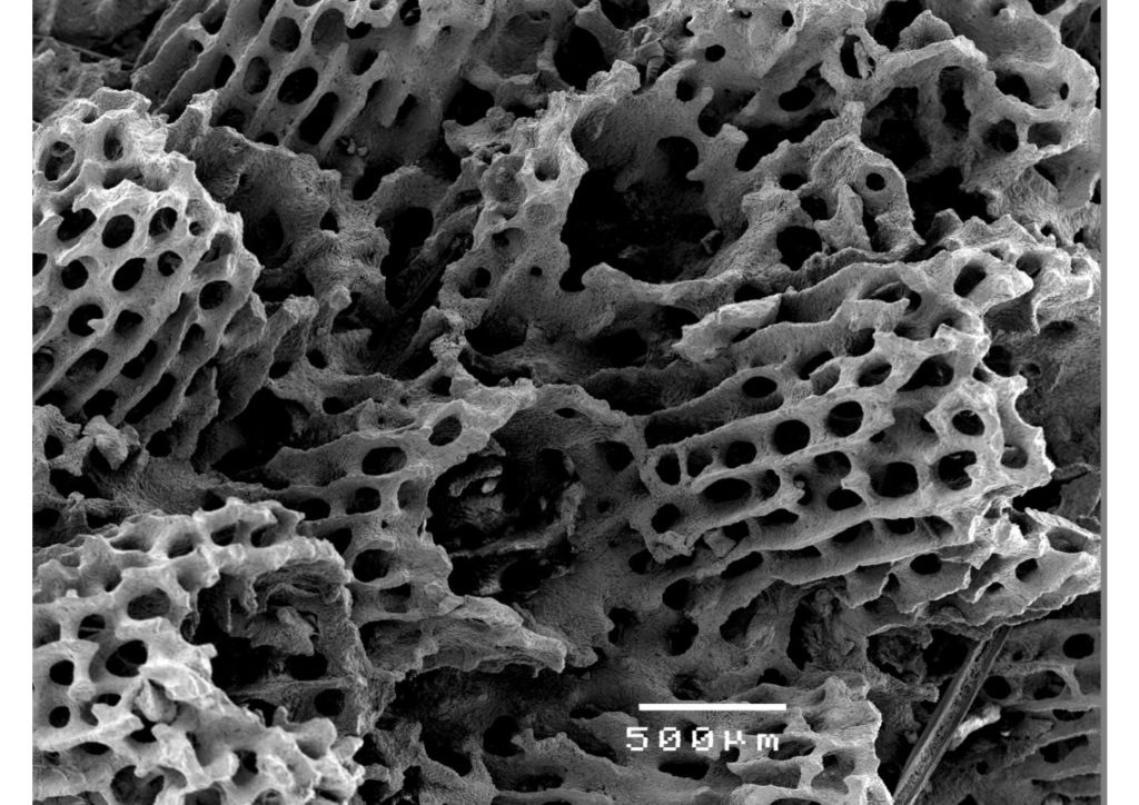 Un squelette de corail. // Source : Tracy Ainsworth, UNSW