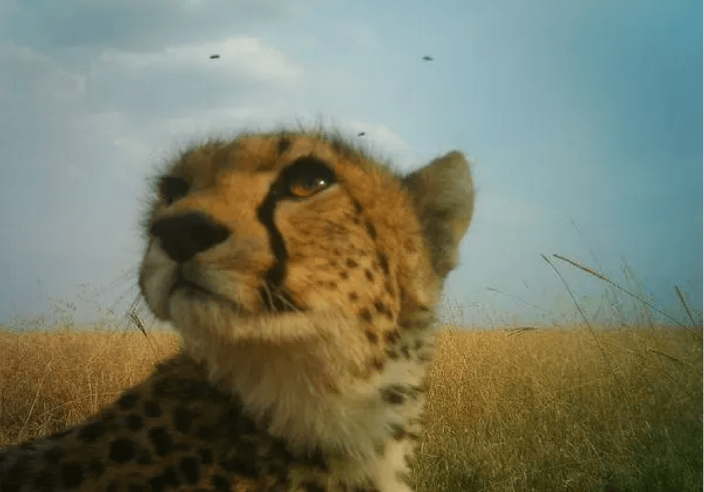 Des caméras en haute définition sont installées dans tout le Parc national de Serengeti (Tanzani). // Source : Serengeti / DeepMind Des caméras en haute définition sont installées dans tout le Parc national de Serengeti (Tanzani). // Source : Serengeti / DeepMind