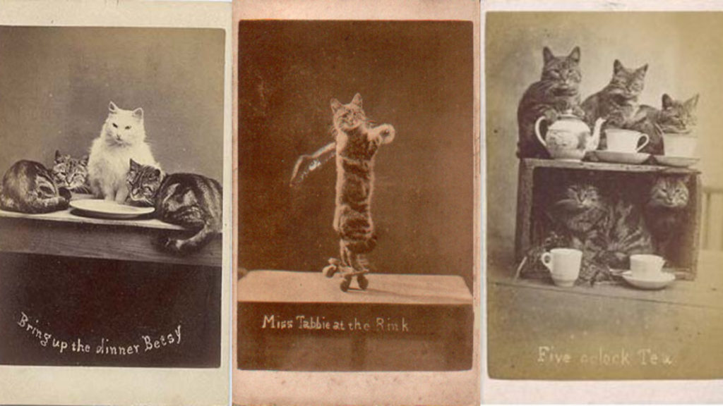 Les premiers Lolcat // Source : Harry Pointers
