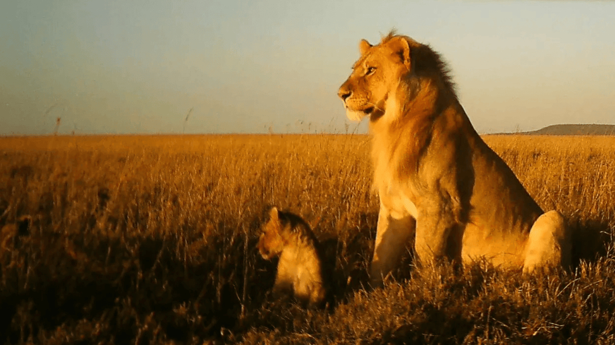 Serengeti-DeepMind Serengeti-DeepMind