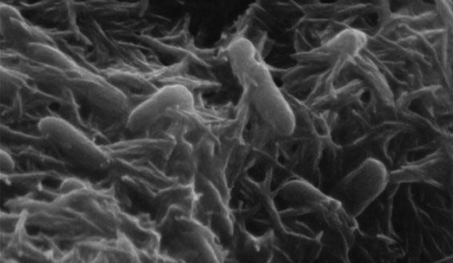 La bactérie Shewanella oneidensis. // Source : Wikimedia/CC/Gross L, PLoS Biology La bactérie Shewanella oneidensis. // Source : Wikimedia/CC/Gross L, PLoS Biology