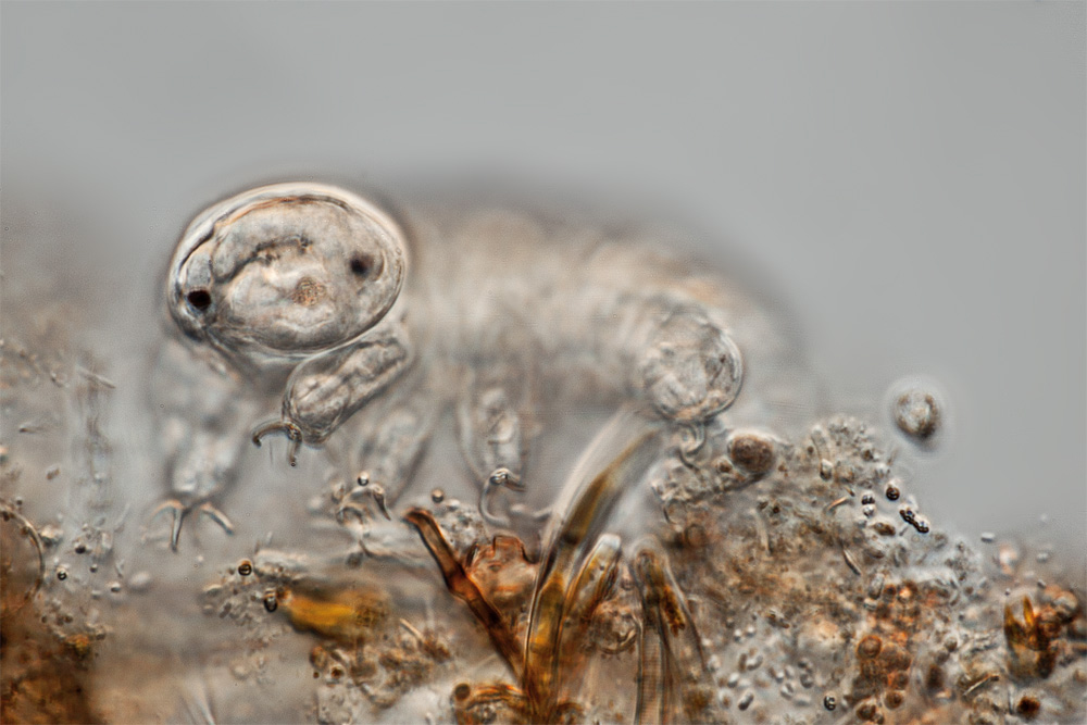 tardigrade