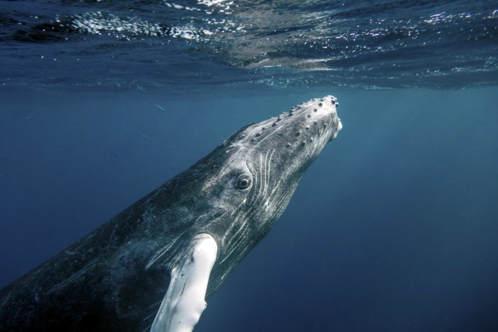 Une baleine à bosse. // Source : Flickr/CC/Christopher Michel Une baleine à bosse. // Source : Flickr/CC/Christopher Michel