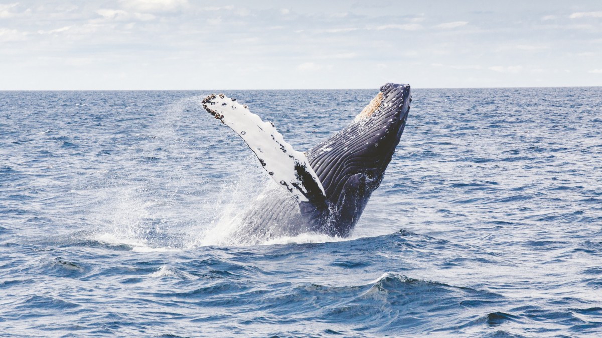 Une baleine à bosse. // Source : Pixabay (photo recadrée) Une baleine à bosse. // Source : Pixabay (photo recadrée)