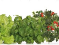 Un potager Click and grow. // Source : Click and grow