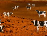 vaches_martiennes