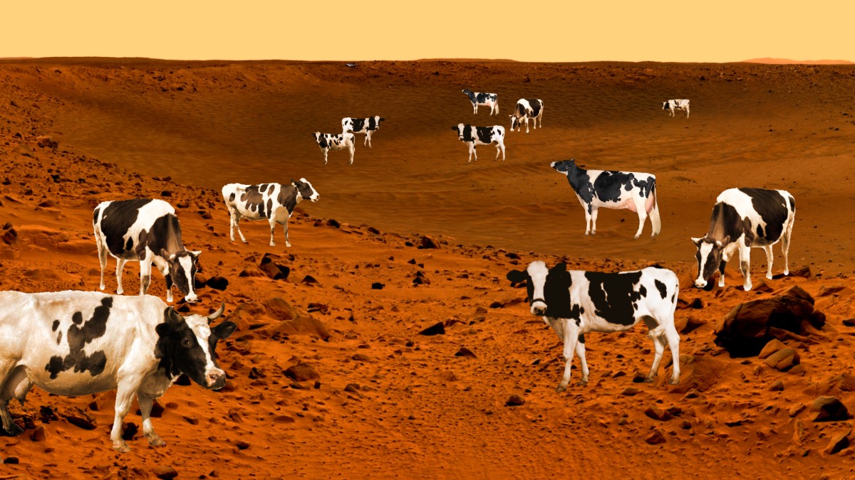 vaches_martiennes vaches_martiennes