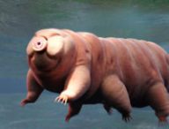 Un tardigrade // Source :  iStock/dottedhippo/université de San Diego