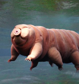 Un tardigrade // Source :  iStock/dottedhippo/université de San Diego