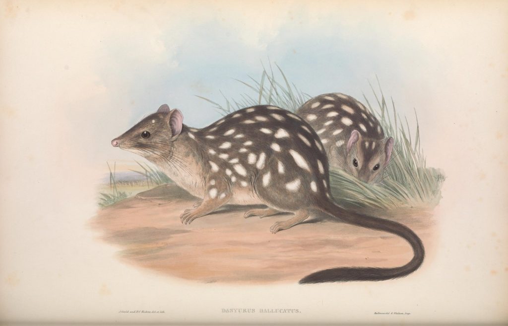 Petit marsupial. Les mammifères de l'époque des dinosaures ne dépasait pas cette taille. // Source : Flickr/CC/BiodiversityHeritageLibrary Petit marsupial. Les mammifères de l'époque des dinosaures ne dépasait pas cette taille. // Source : Flickr/CC/BiodiversityHeritageLibrary