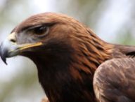 Un aigle. // Source : Pixaba (photo recadrée)