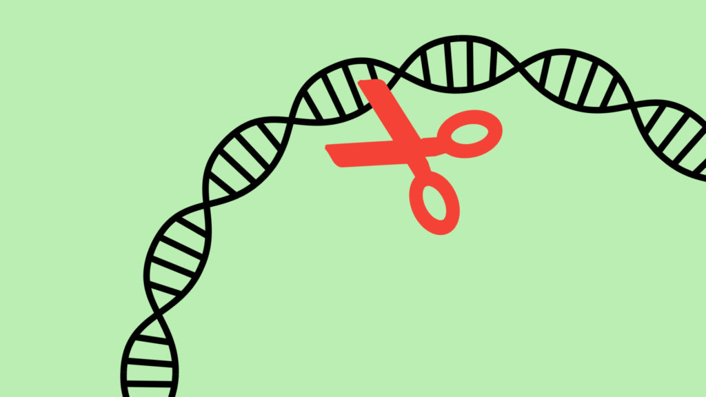 La méthode CRISPR s'apparente à un « ciseau génétique ». // Source : SVG SILH/CC0, Pixabay (montage Numerama) La méthode CRISPR s'apparente à un « ciseau génétique ». // Source : SVG SILH/CC0, Pixabay (montage Numerama)