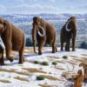 Les mammouths laineux ont commencé à disparaître il y a entre 15 000 et 12 000 ans avant notre ère. // Source : Mauricio Antón Les mammouths laineux ont commencé à disparaître il y a entre 15 000 et 12 000 ans avant notre ère. // Source : Mauricio Antón