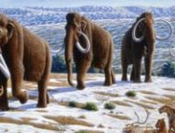 Les mammouths laineux ont commencé à disparaître il y a entre 15 000 et 12 000 ans avant notre ère. // Source : Mauricio Antón
