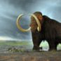 Les mammouths laineux ont commencé à disparaître il y a entre 15 000 et 12 000 ans avant notre ère. // Source : Flying Puffin Les mammouths laineux ont commencé à disparaître il y a entre 15 000 et 12 000 ans avant notre ère. // Source : Flying Puffin