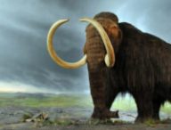 Les mammouths laineux ont commencé à disparaître il y a entre 15 000 et 12 000 ans avant notre ère. // Source : Flying Puffin