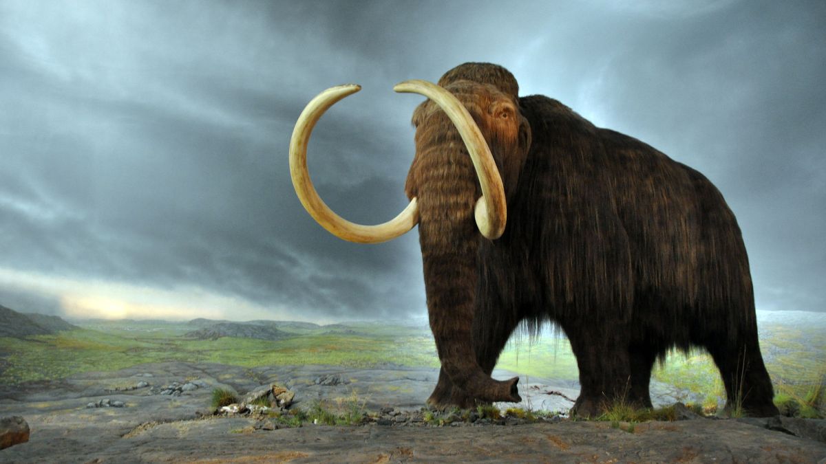 Les mammouths laineux ont commencé à disparaître il y a entre 15 000 et 12 000 ans avant notre ère. // Source : Flying Puffin Les mammouths laineux ont commencé à disparaître il y a entre 15 000 et 12 000 ans avant notre ère. // Source : Flying Puffin