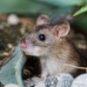 Une souris // Source : Pixabay/suju Une souris // Source : Pixabay/suju
