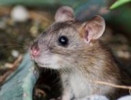 Une souris // Source : Pixabay/suju