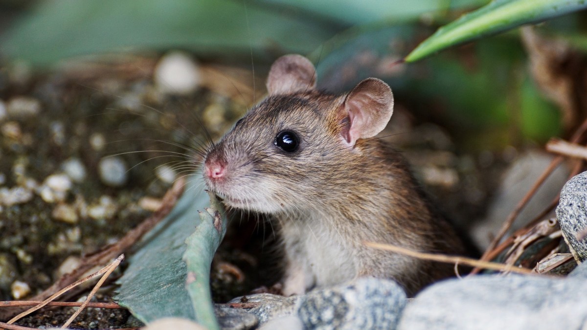 Une souris // Source : Pixabay/suju Une souris // Source : Pixabay/suju