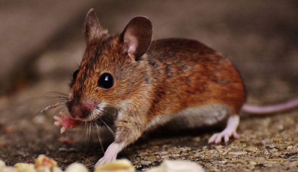 Une souris // Source : pxhere/ CC0 Public Domain Une souris // Source : pxhere/ CC0 Public Domain
