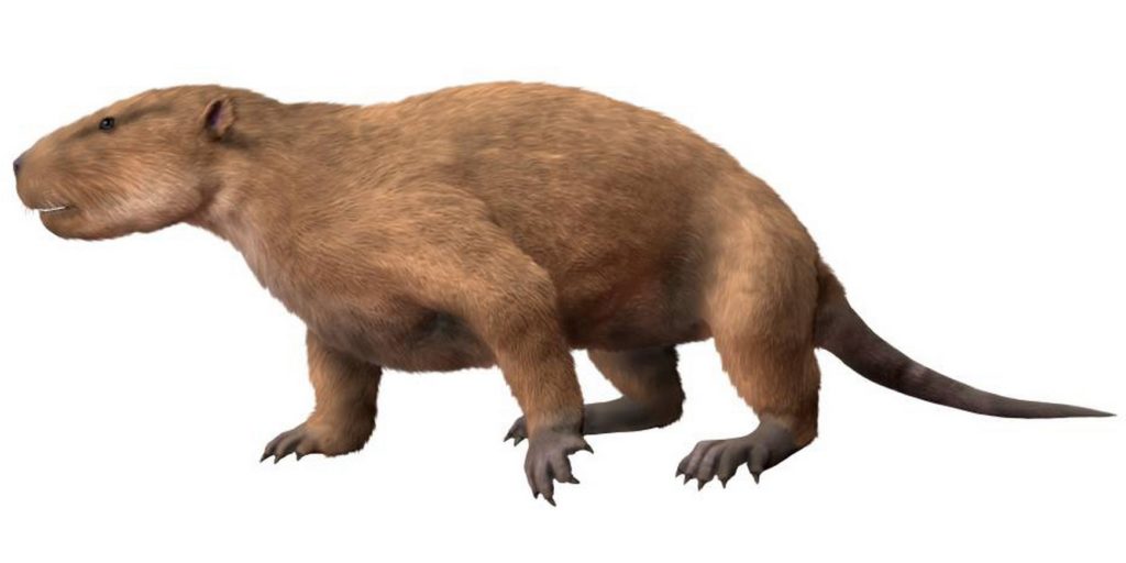 Voici Taeniolabis taoensis, l'un des gros mammifères que l'on pouvait retrouver 700 000 ans après l'extinction des dinosaures. // Source : Nobu Tamura Voici Taeniolabis taoensis, l'un des gros mammifères que l'on pouvait retrouver 700 000 ans après l'extinction des dinosaures. // Source : Nobu Tamura