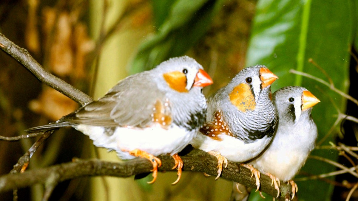 PLoS Biology PLoS Biology