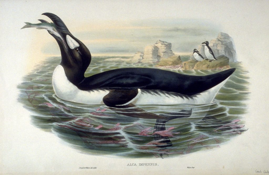 Lithographie d'un Grand Pinjouin mangeant un poisson. // Source : John Gould Lithographie d'un Grand Pinjouin mangeant un poisson. // Source : John Gould