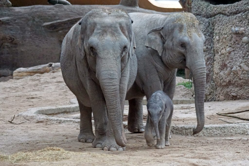La population de l'éléphant d'Asie est en baisse : selon WWF, il n'occupe aujourd'hui plus que 15 % de son habitat d'origine. // Source : Pixabay La population de l'éléphant d'Asie est en baisse : selon WWF, il n'occupe aujourd'hui plus que 15 % de son habitat d'origine. // Source : Pixabay