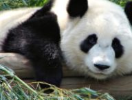 Rob 