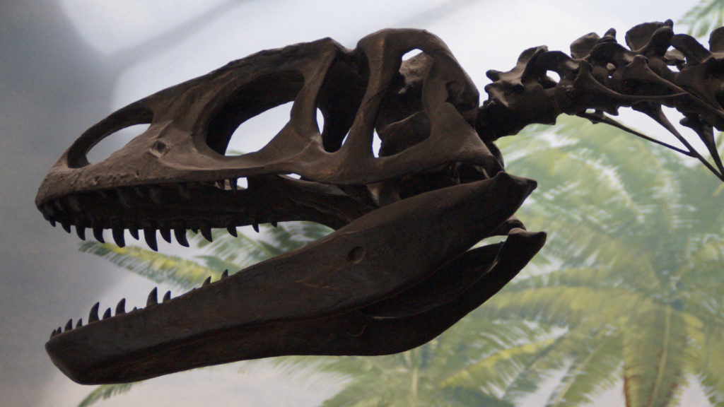 La découverte de nouveaux dinosaures attendra la régulation de la pandémie. // Source : Pxhere/CC0 Domaine public (photo recadrée)