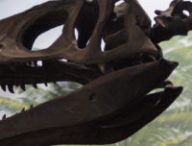 La découverte de nouveaux dinosaures attendra la régulation de la pandémie. // Source : Pxhere/CC0 Domaine public (photo recadrée)