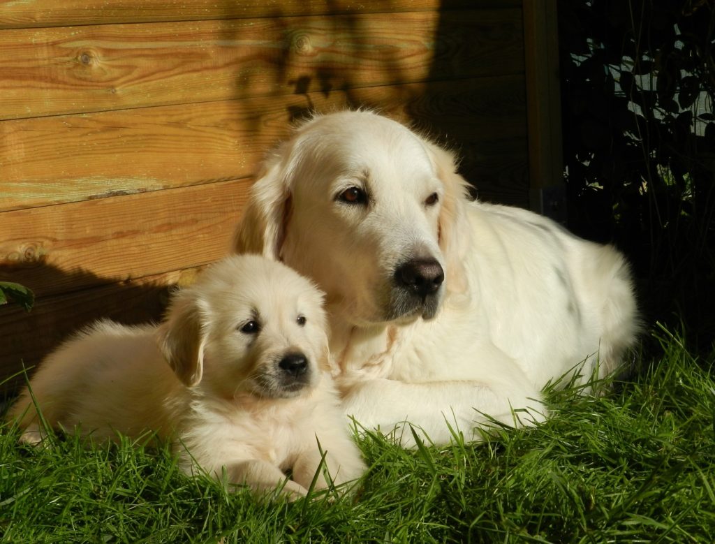 L'étude a été menée sur des labradors et, à partir des corrélations dans l'horloge épigénétique, les chercheurs ont établi une formule. // Source : Pixabay L'étude a été menée sur des labradors et, à partir des corrélations dans l'horloge épigénétique, les chercheurs ont établi une formule. // Source : Pixabay
