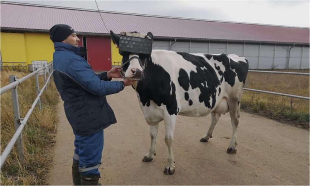Les casques VR pour les vaches sont destinés à les rendre plus heureuses. // Source : Ministry of Agriculture and Food of the Moscow Region Les casques VR pour les vaches sont destinés à les rendre plus heureuses. // Source : Ministry of Agriculture and Food of the Moscow Region