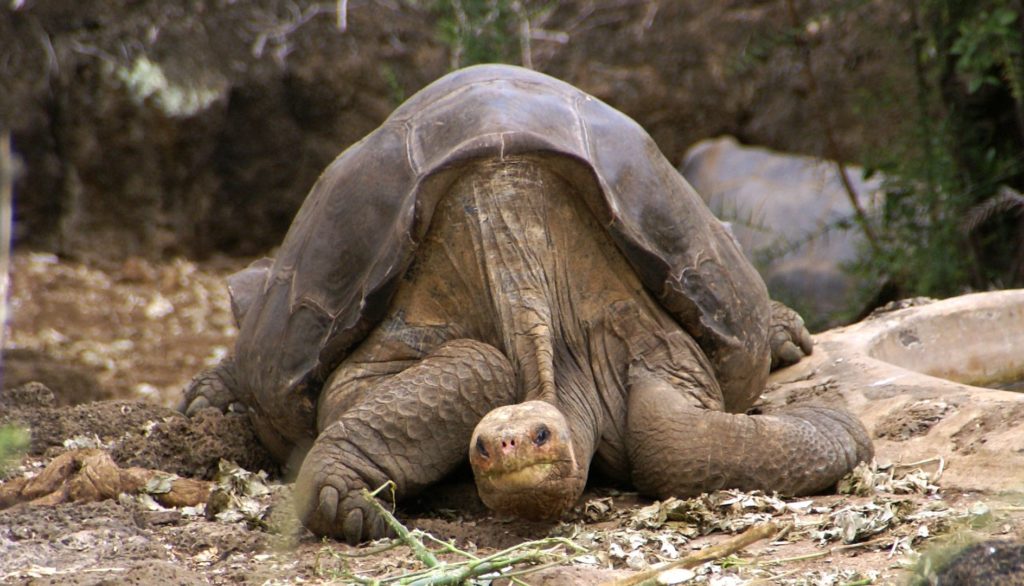 George le solitaire s'est éteint en 2012, laissant planer le doute sur l'extinction ou non de son espèce. // Source : putneymark 