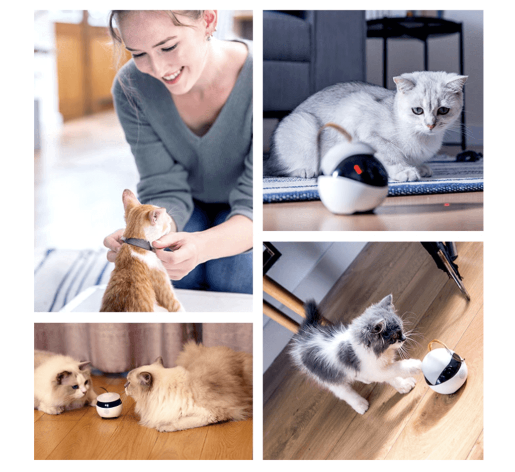 Des chats médusés // Source : Ebo
